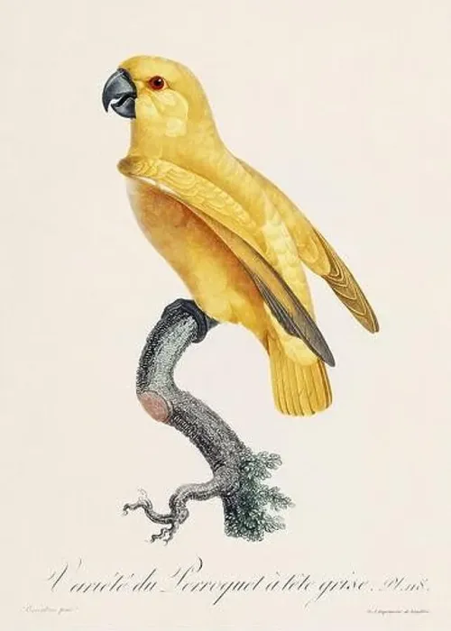 Framed Print : Vintage parrot illustration. Zoologically detailed French depiction (circa 1805) Framed Print : Vintage parrot illustration. Zoologically detailed French depiction (circa 1805)