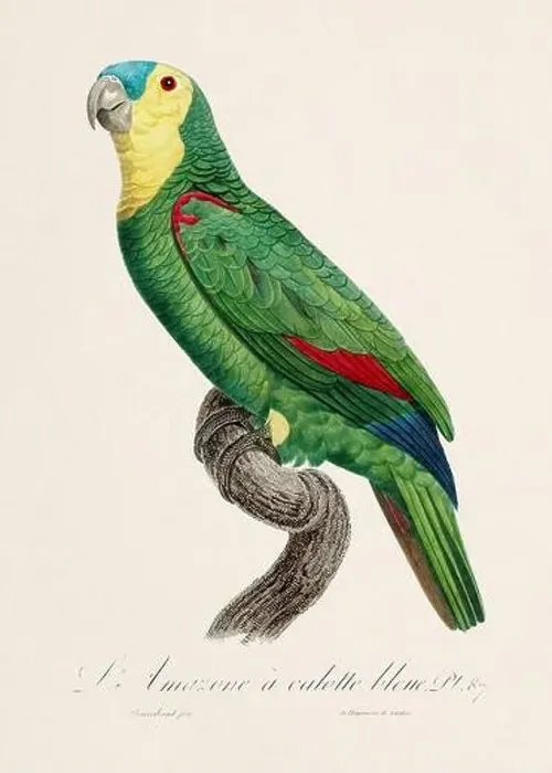 Framed Print : Vintage parrot illustration. Zoologically detailed French depiction (circa 1805)