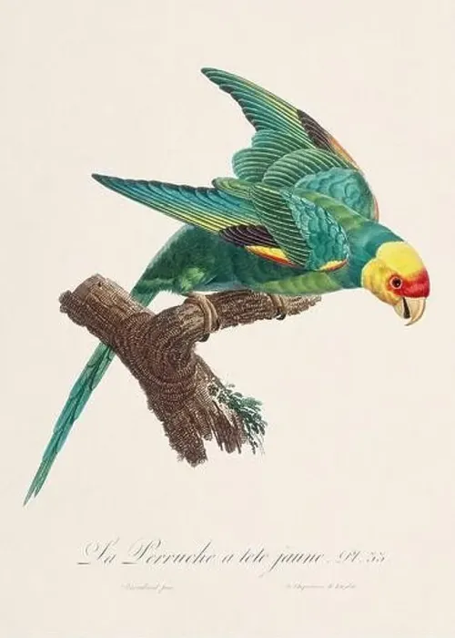 Framed Print : Vintage parrot illustration. Zoologically detailed French depiction (circa 1805)