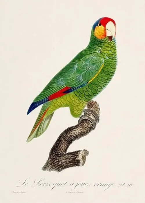 Framed Print : Vintage parrot illustration. Zoologically detailed French depiction (circa 1805) Framed Print : Vintage parrot illustration. Zoologically detailed French depiction (circa 1805)