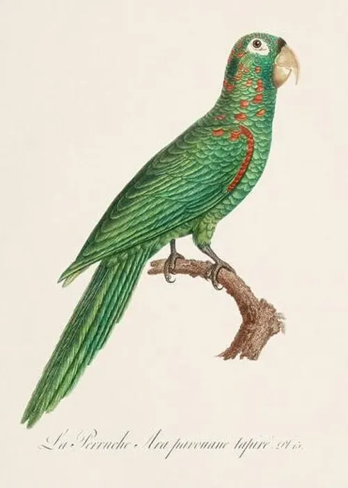 Framed Print : Vintage parrot illustration. Zoologically detailed French depiction (circa 1805) Framed Print : Vintage parrot illustration. Zoologically detailed French depiction (circa 1805)