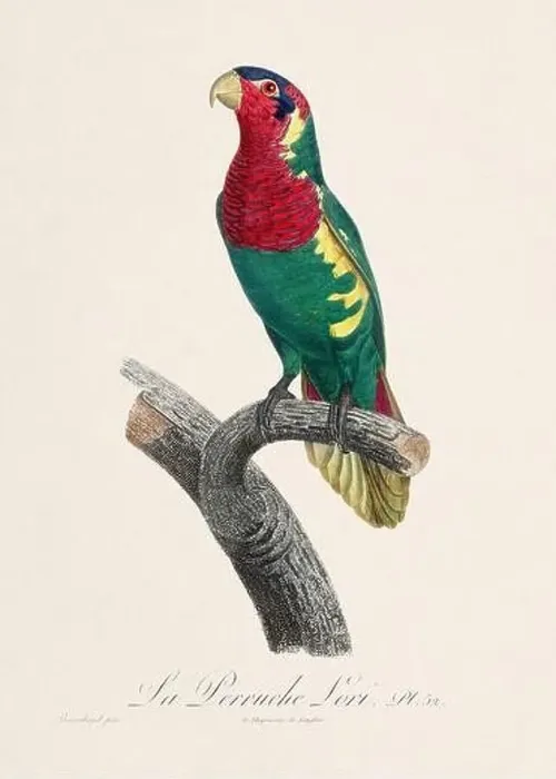 Framed Print : Vintage parrot illustration. Zoologically detailed French depiction (circa 1805) Framed Print : Vintage parrot illustration. Zoologically detailed French depiction (circa 1805)