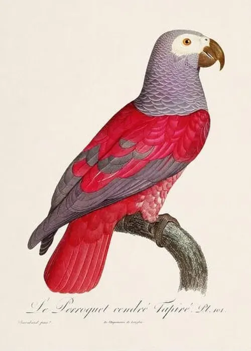 Framed Print : Vintage parrot illustration. Zoologically detailed French depiction (circa 1805) Framed Print : Vintage parrot illustration. Zoologically detailed French depiction (circa 1805)