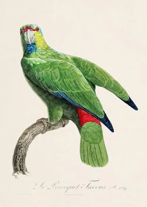 Framed Print : Vintage parrot illustration. Zoologically detailed French depiction (circa 1805) Framed Print : Vintage parrot illustration. Zoologically detailed French depiction (circa 1805)