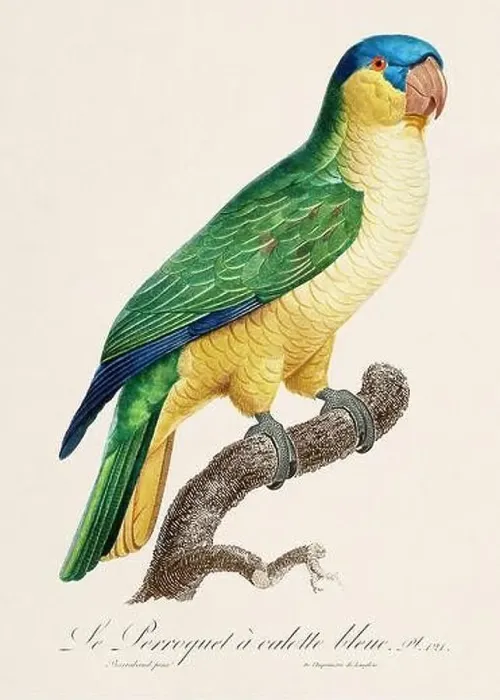 Framed Print : Vintage parrot illustration. Zoologically detailed French depiction (circa 1805) Framed Print : Vintage parrot illustration. Zoologically detailed French depiction (circa 1805)