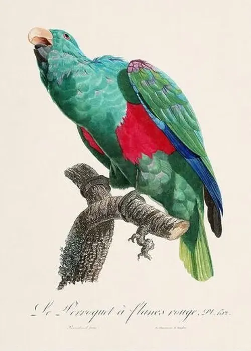 Framed Print : Vintage parrot illustration. Zoologically detailed French depiction (circa 1805) Framed Print : Vintage parrot illustration. Zoologically detailed French depiction (circa 1805)