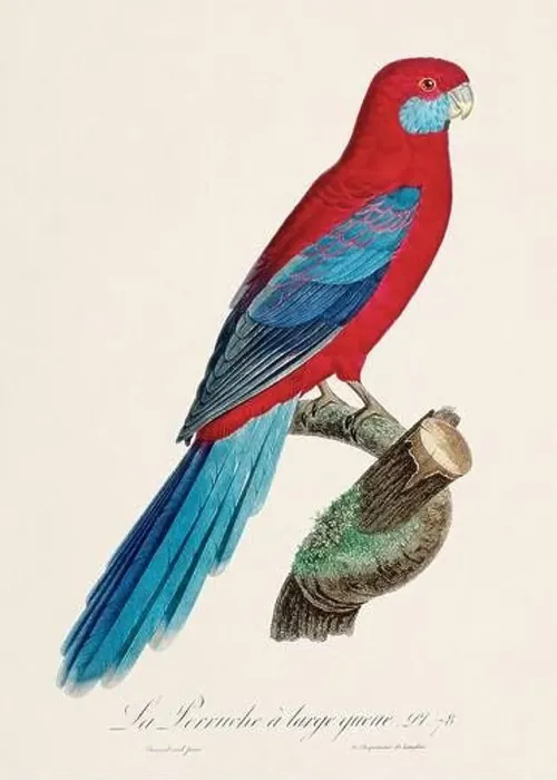 Framed Print : Vintage parrot illustration. Zoologically detailed French depiction (circa 1805) Framed Print : Vintage parrot illustration. Zoologically detailed French depiction (circa 1805)