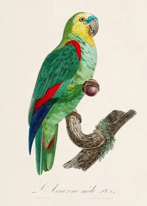 Framed Print : Vintage parrot illustration. Zoologically detailed French depiction (circa 1805) Framed Print : Vintage parrot illustration. Zoologically detailed French depiction (circa 1805)