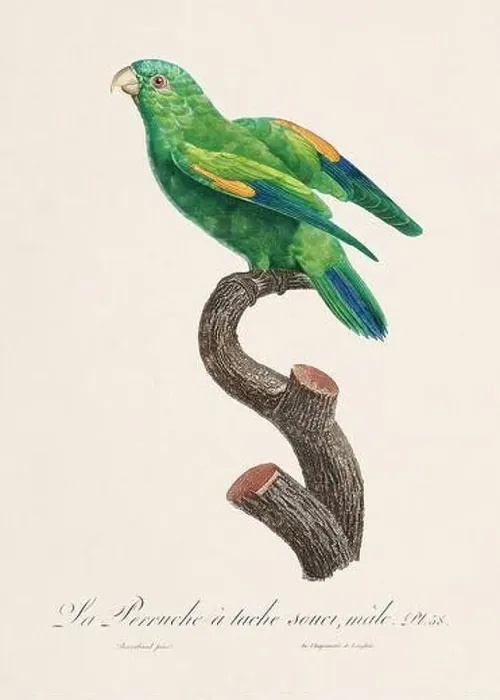 Framed Print : Vintage parrot illustration. Zoologically detailed French depiction (circa 1805) Framed Print : Vintage parrot illustration. Zoologically detailed French depiction (circa 1805)