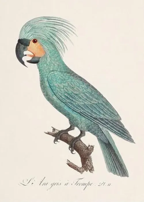 Framed Print : Vintage parrot illustration. Zoologically detailed French depiction (circa 1805) Framed Print : Vintage parrot illustration. Zoologically detailed French depiction (circa 1805)
