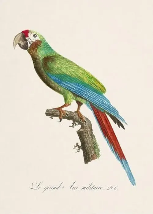 Framed Print : Vintage parrot illustration. Zoologically detailed French depiction (circa 1805) Framed Print : Vintage parrot illustration. Zoologically detailed French depiction (circa 1805)