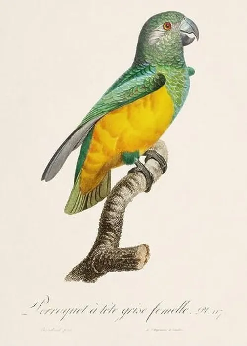 Framed Print : Vintage parrot illustration. Zoologically detailed French depiction (circa 1805) Framed Print : Vintage parrot illustration. Zoologically detailed French depiction (circa 1805)
