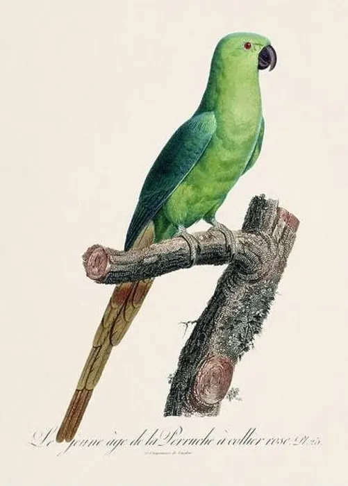 Framed Print : Vintage parrot illustration. Zoologically detailed French depiction (circa 1805) Framed Print : Vintage parrot illustration. Zoologically detailed French depiction (circa 1805)