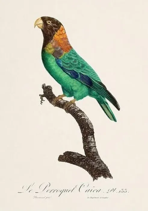 Framed Print : Vintage parrot illustration. Zoologically detailed French depiction (circa 1805) Framed Print : Vintage parrot illustration. Zoologically detailed French depiction (circa 1805)