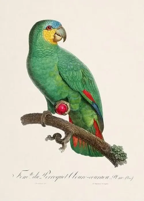 Framed Print : Vintage parrot illustration. Zoologically detailed French depiction (circa 1805) Framed Print : Vintage parrot illustration. Zoologically detailed French depiction (circa 1805)