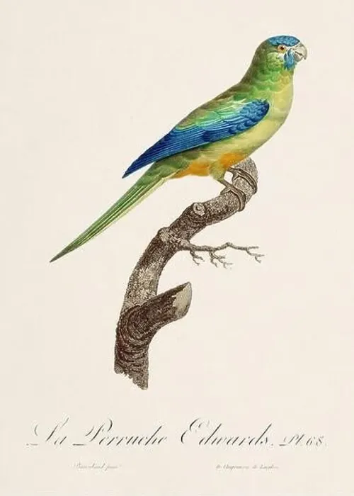 Framed Print : Vintage parrot illustration. Zoologically detailed French depiction (circa 1805) Framed Print : Vintage parrot illustration. Zoologically detailed French depiction (circa 1805)
