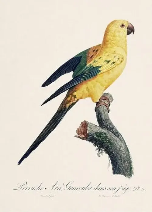 Framed Print : Vintage parrot illustration. Zoologically detailed French depiction (circa 1805) Framed Print : Vintage parrot illustration. Zoologically detailed French depiction (circa 1805)