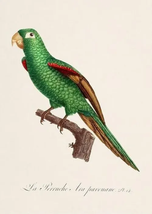 Framed Print : Vintage parrot illustration. Zoologically detailed French depiction (circa 1805) Framed Print : Vintage parrot illustration. Zoologically detailed French depiction (circa 1805)