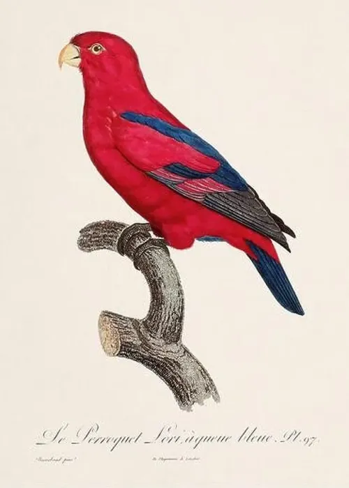 Framed Print : Vintage parrot illustration. Zoologically detailed French depiction (circa 1805) Framed Print : Vintage parrot illustration. Zoologically detailed French depiction (circa 1805)