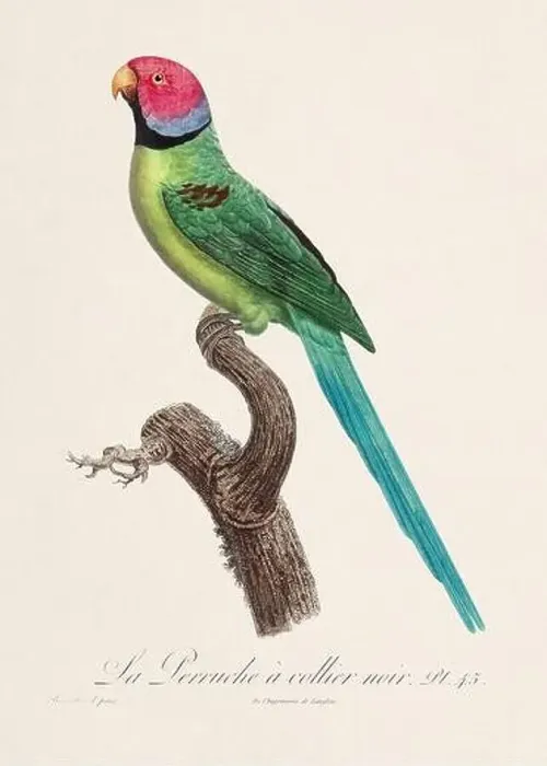 Framed Print : Vintage parrot illustration. Zoologically detailed French depiction (circa 1805) Framed Print : Vintage parrot illustration. Zoologically detailed French depiction (circa 1805)