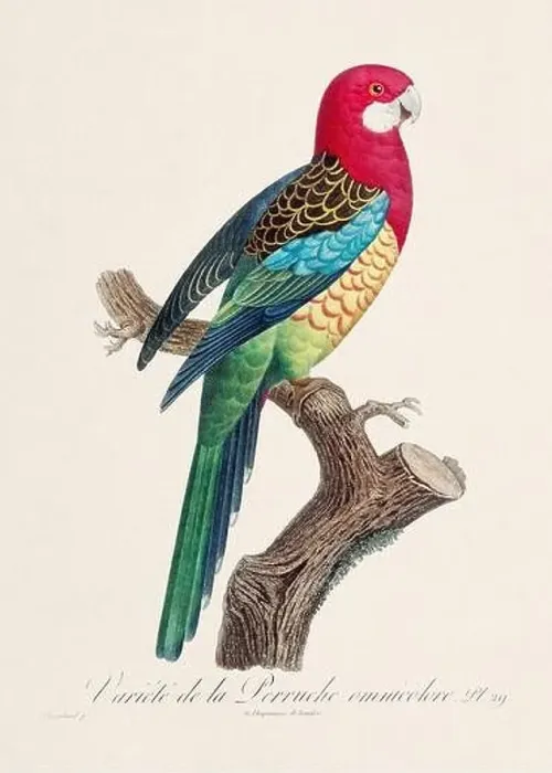 Framed Print : Vintage parrot illustration. Zoologically detailed French depiction (circa 1805) Framed Print : Vintage parrot illustration. Zoologically detailed French depiction (circa 1805)