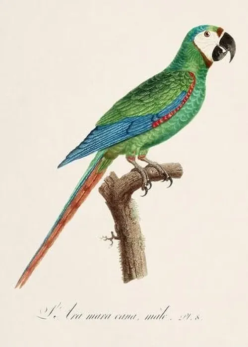 Framed Print : Vintage parrot illustration. Zoologically detailed French depiction (circa 1805) Framed Print : Vintage parrot illustration. Zoologically detailed French depiction (circa 1805)