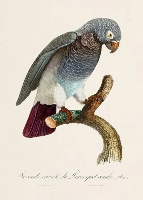 Framed Print : Vintage parrot illustration. Zoologically detailed French depiction (circa 1805) Framed Print : Vintage parrot illustration. Zoologically detailed French depiction (circa 1805)