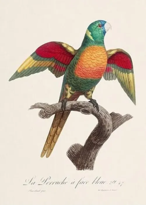 Framed Print : Vintage parrot illustration. Zoologically detailed French depiction (circa 1805) Framed Print : Vintage parrot illustration. Zoologically detailed French depiction (circa 1805)