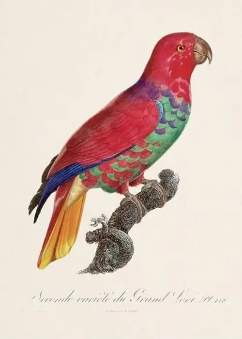 Framed Print : Vintage parrot illustration. Zoologically detailed French depiction (circa 1805) Framed Print : Vintage parrot illustration. Zoologically detailed French depiction (circa 1805)