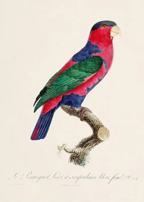 Framed Print : Vintage parrot illustration. Zoologically detailed French depiction (circa 1805) Framed Print : Vintage parrot illustration. Zoologically detailed French depiction (circa 1805)