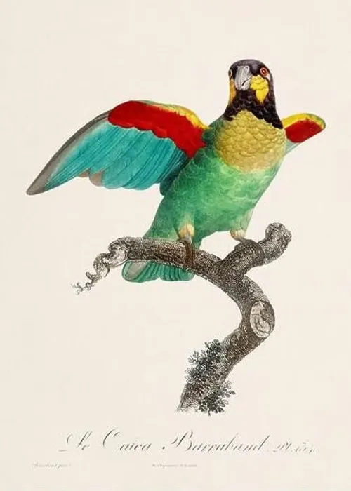 Framed Print : Vintage parrot illustration. Zoologically detailed French depiction (circa 1805) Framed Print : Vintage parrot illustration. Zoologically detailed French depiction (circa 1805)
