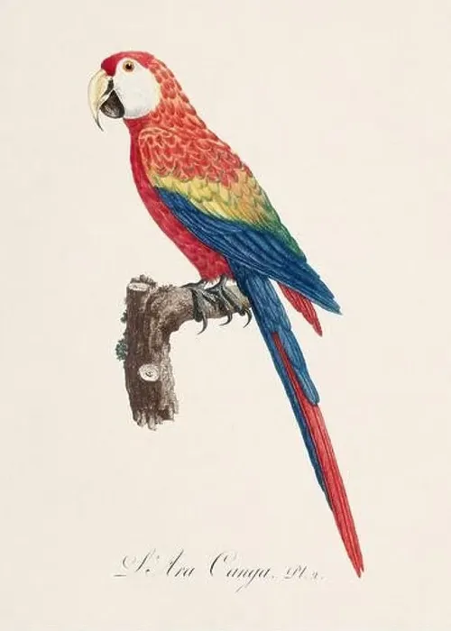 Framed Print : Vintage parrot illustration. Zoologically detailed French depiction (circa 1805) Framed Print : Vintage parrot illustration. Zoologically detailed French depiction (circa 1805)