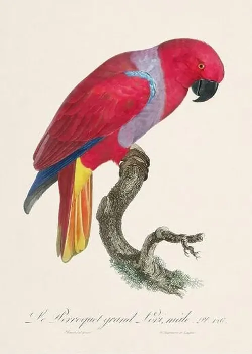 Framed Print : Vintage parrot illustration. Zoologically detailed French depiction (circa 1805) Framed Print : Vintage parrot illustration. Zoologically detailed French depiction (circa 1805)