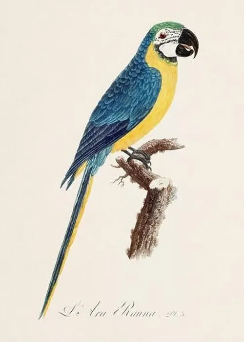 Framed Print : Vintage parrot illustration. Zoologically detailed French depiction (circa 1805) Framed Print : Vintage parrot illustration. Zoologically detailed French depiction (circa 1805)