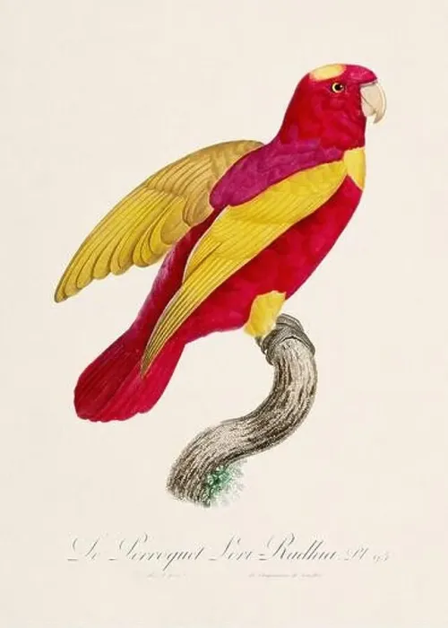 Framed Print : Vintage parrot illustration. Zoologically detailed French depiction (circa 1805) Framed Print : Vintage parrot illustration. Zoologically detailed French depiction (circa 1805)