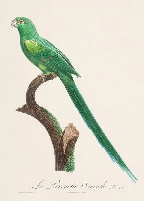 Framed Print : Vintage parrot illustration. Zoologically detailed French depiction (circa 1805) Framed Print : Vintage parrot illustration. Zoologically detailed French depiction (circa 1805)