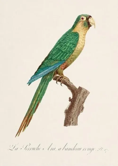 Framed Print : Vintage parrot illustration. Zoologically detailed French depiction (circa 1805) Framed Print : Vintage parrot illustration. Zoologically detailed French depiction (circa 1805)