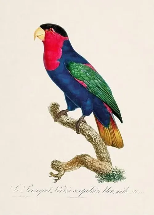 Framed Print : Vintage parrot illustration. Zoologically detailed French depiction (circa 1805) Framed Print : Vintage parrot illustration. Zoologically detailed French depiction (circa 1805)