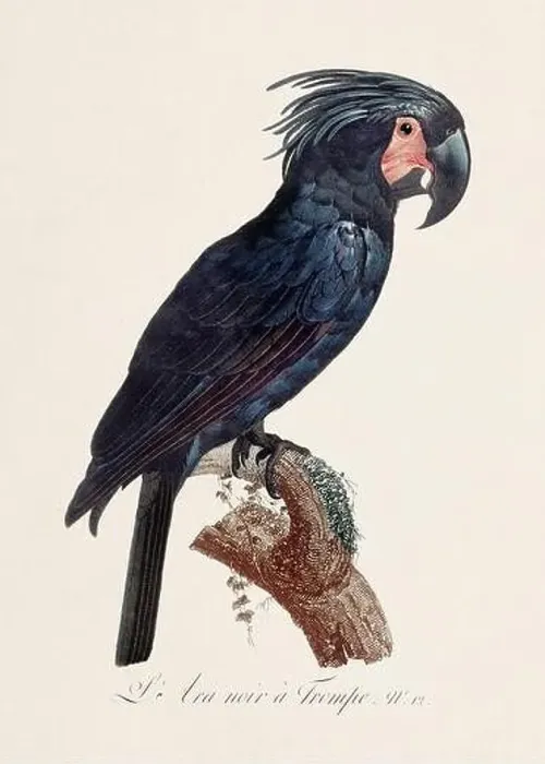 Framed Print : Vintage parrot illustration. Zoologically detailed French depiction (circa 1805) Framed Print : Vintage parrot illustration. Zoologically detailed French depiction (circa 1805)