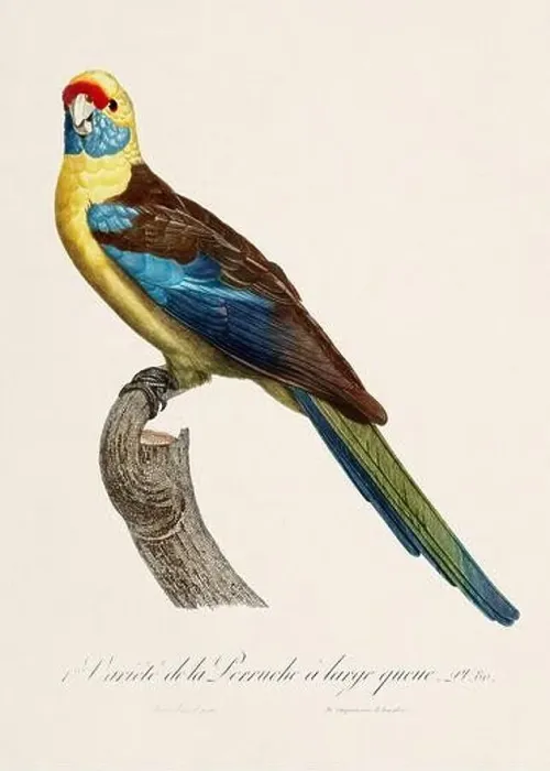 Framed Print : Vintage parrot illustration. Zoologically detailed French depiction (circa 1805)