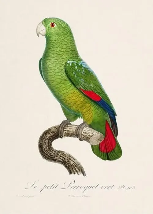 Framed Print : Vintage parrot illustration. Zoologically detailed French depiction (circa 1805) Framed Print : Vintage parrot illustration. Zoologically detailed French depiction (circa 1805)