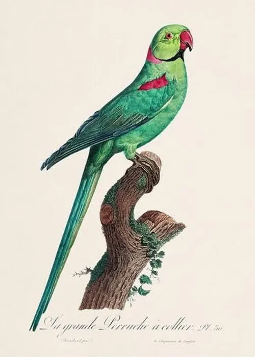 Framed Print : Vintage parrot illustration. Zoologically detailed French depiction (circa 1805) Framed Print : Vintage parrot illustration. Zoologically detailed French depiction (circa 1805)