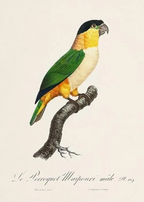 Framed Print : Vintage parrot illustration. Zoologically detailed French depiction (circa 1805) Framed Print : Vintage parrot illustration. Zoologically detailed French depiction (circa 1805)