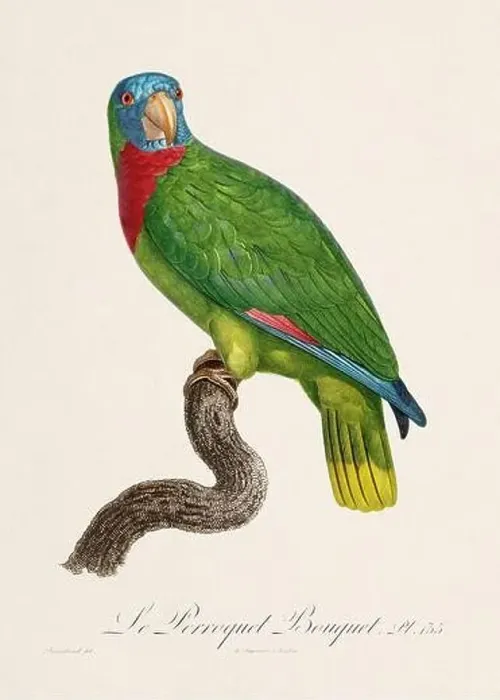 Framed Print : Vintage parrot illustration. Zoologically detailed French depiction (circa 1805) Framed Print : Vintage parrot illustration. Zoologically detailed French depiction (circa 1805)