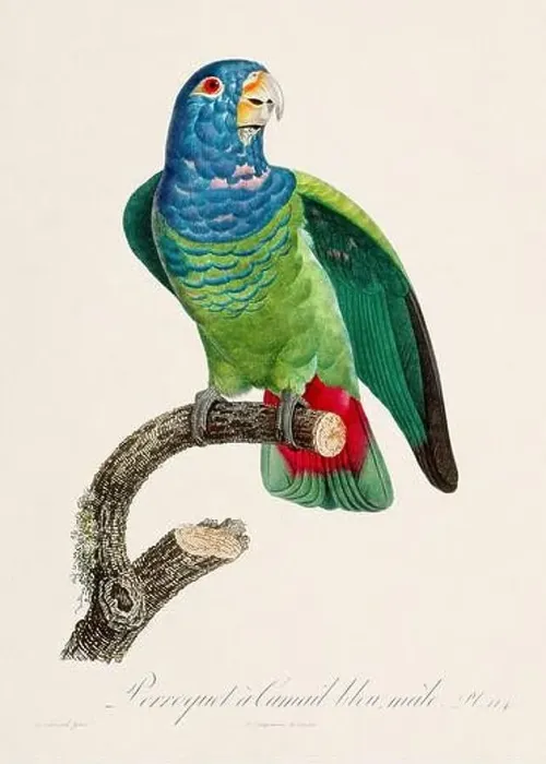 Framed Print : Vintage parrot illustration. Zoologically detailed French depiction (circa 1805) Framed Print : Vintage parrot illustration. Zoologically detailed French depiction (circa 1805)