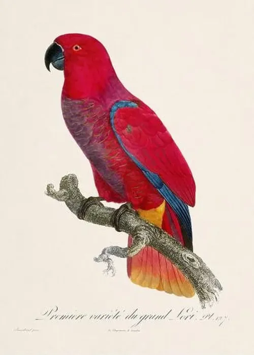 Framed Print : Vintage parrot illustration. Zoologically detailed French depiction (circa 1805) Framed Print : Vintage parrot illustration. Zoologically detailed French depiction (circa 1805)