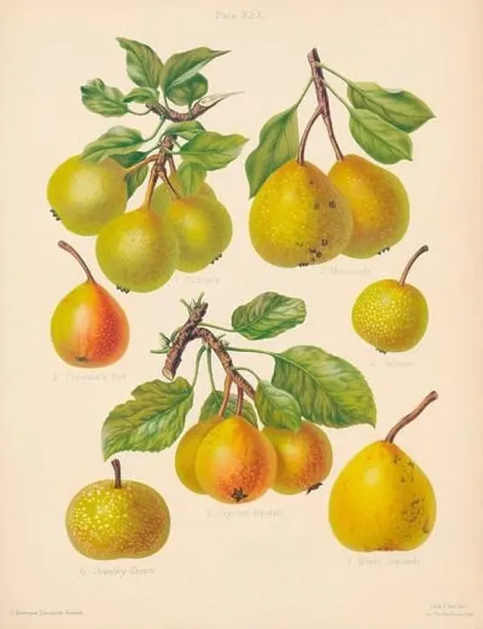 Framed Print : Vintage Pear illustration