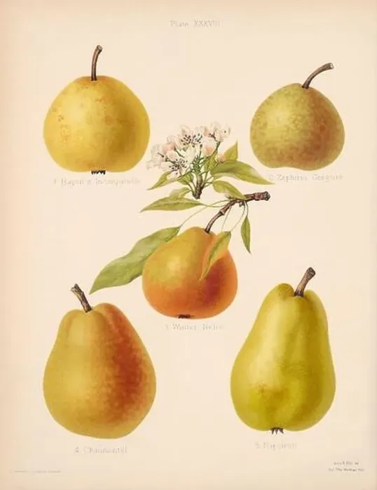 Framed Print : Vintage Pear illustration