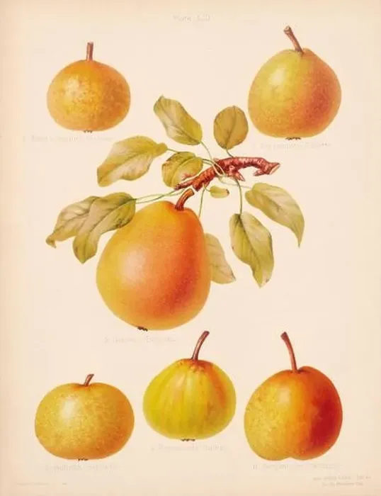 Framed Print : Vintage Pear illustration Framed Print : Vintage Pear illustration