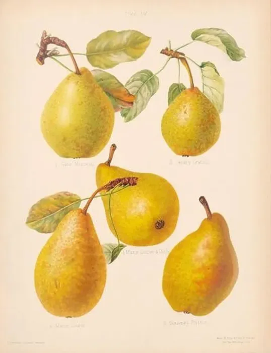 Framed Print : Vintage Pear illustration Framed Print : Vintage Pear illustration